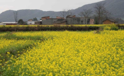 赏花油菜花 赏花油菜花
