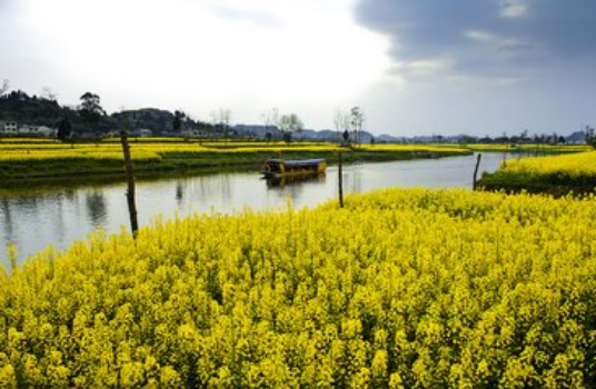 崇州重庆路油菜花 崇州重庆路油菜花
