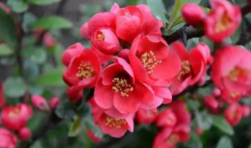 海棠花 海棠花