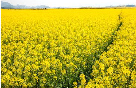 金堂三溪镇白庙村油菜花 金堂三溪镇白庙村油菜花