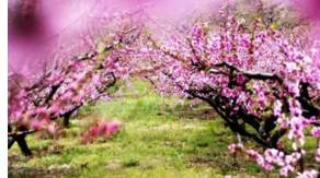 桃花 桃花