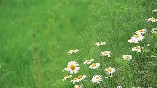 成都清明节去哪儿耍 成都清明节去哪儿耍