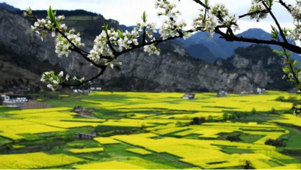 成都周边看油菜花——古蔺双沙 成都周边看油菜花——古蔺双沙