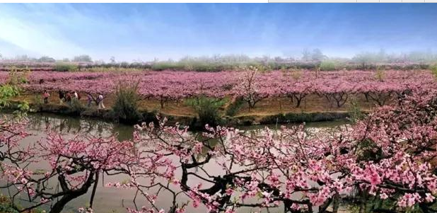 您知道那些地方适合看桃花吗? 您知道那些地方适合看桃花吗?