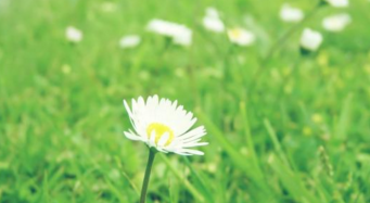 成都租户外帐篷带你去看看成都周边有哪些“花"盛开可以看? 成都租户外帐篷带你去看看成都周边有哪些“花"盛开可以看?