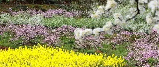 菜花和桃花 菜花和桃花