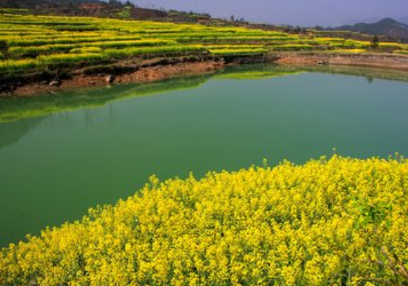 都江堰天马镇看油菜花佳地 都江堰天马镇看油菜花佳地