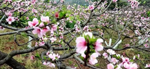 桃花十里 桃花十里