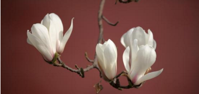 玉兰花 玉兰花