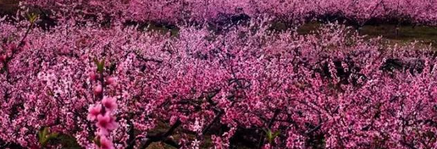 满山遍野的桃花 满山遍野的桃花